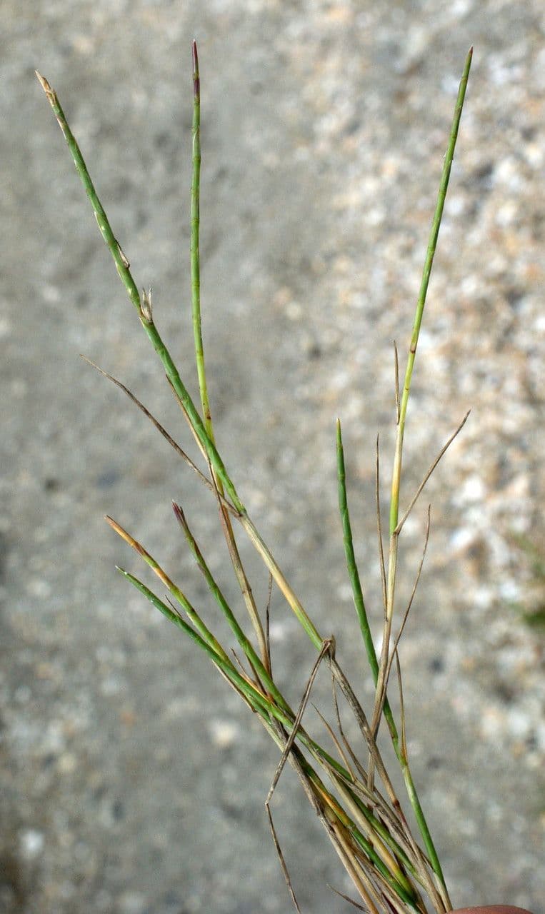 Parapholis strigosa 3
