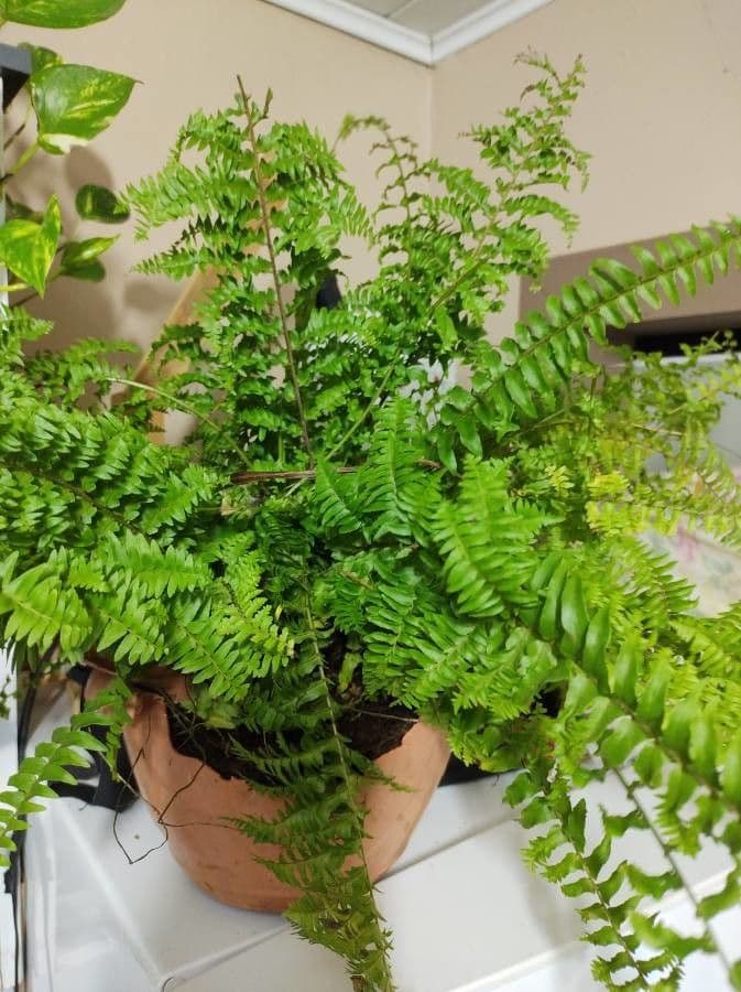 Nephrolepis exaltata 13