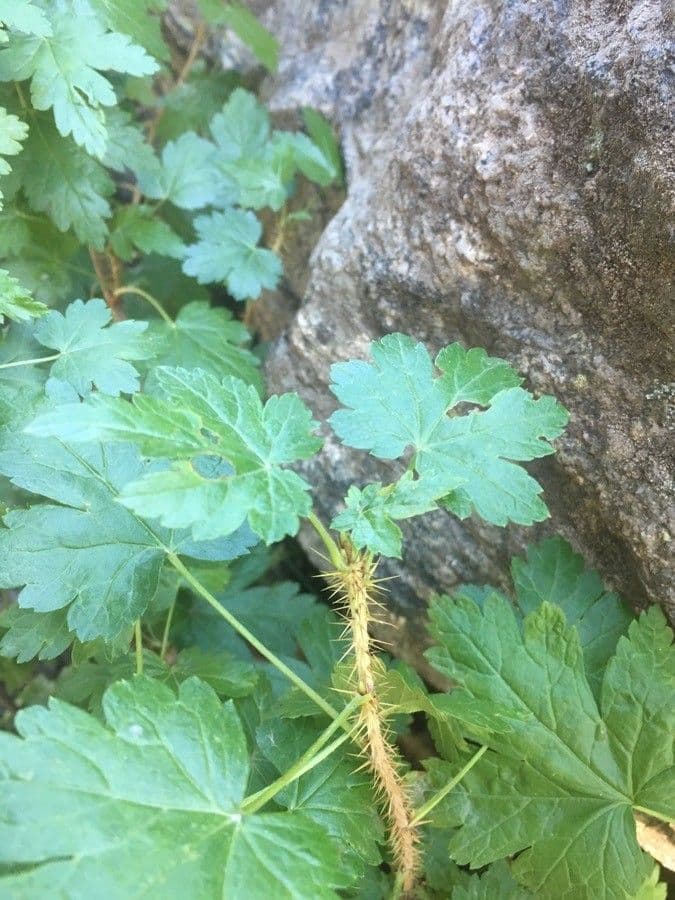 Ribes 13