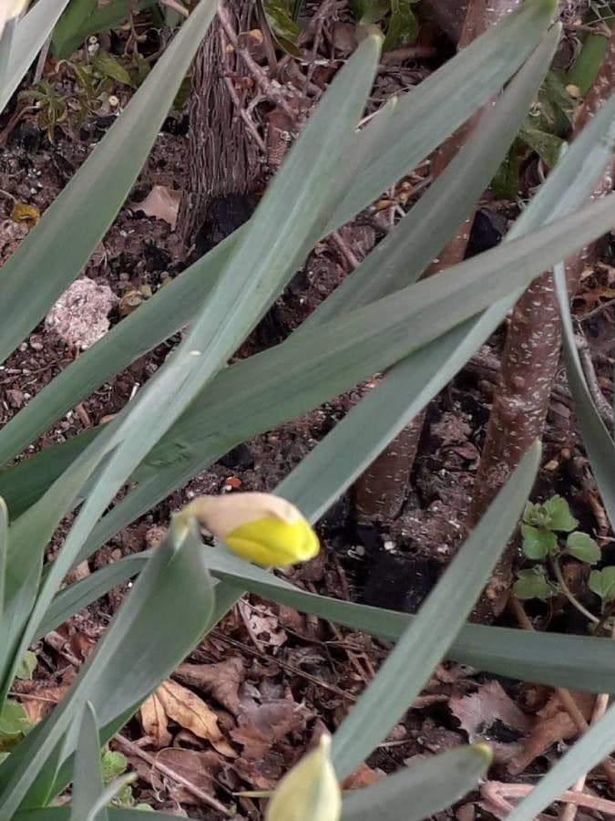 Narciso trombetta 20