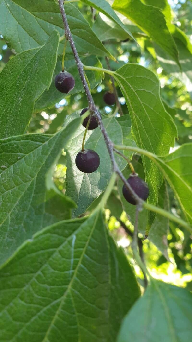 Celtis laevigata 3