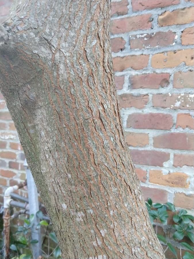 Candleberry-tree 28