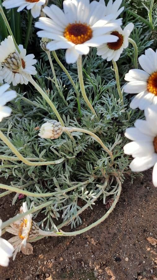 Rhodanthemum 8