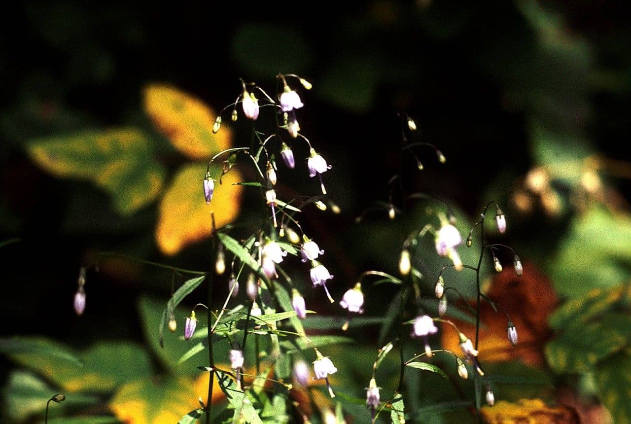 Campanula