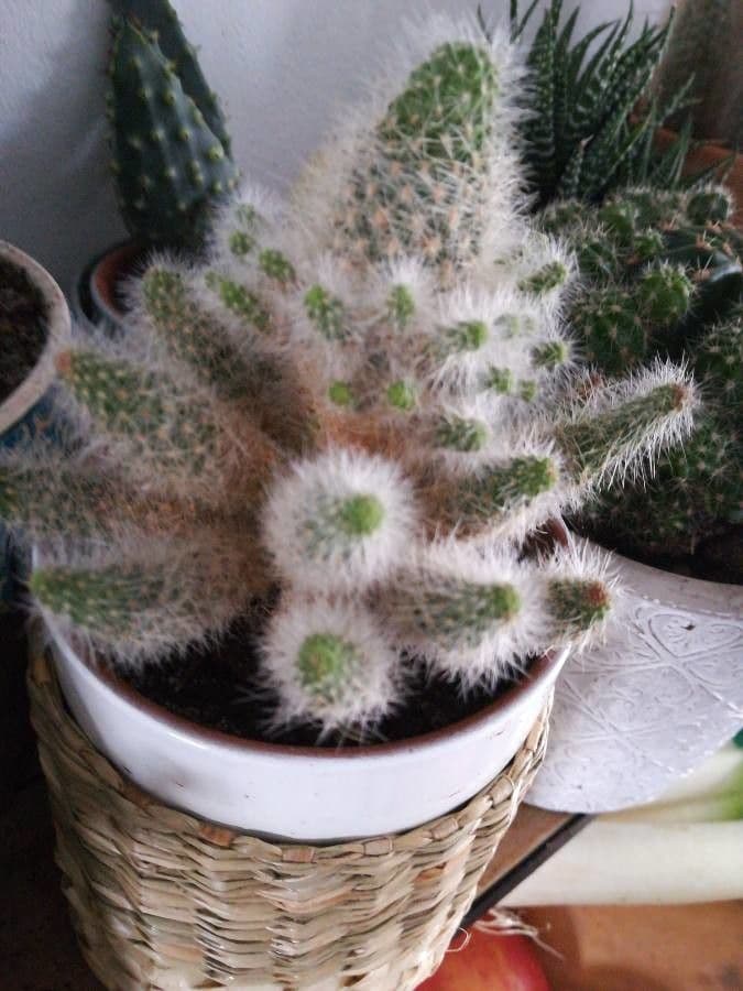 Espostoa lanata 7