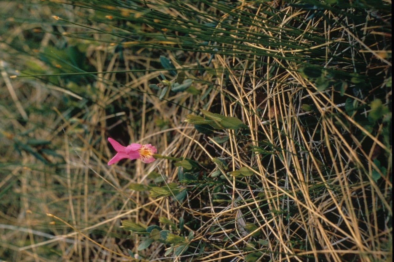 Arethusa bulbosa 8