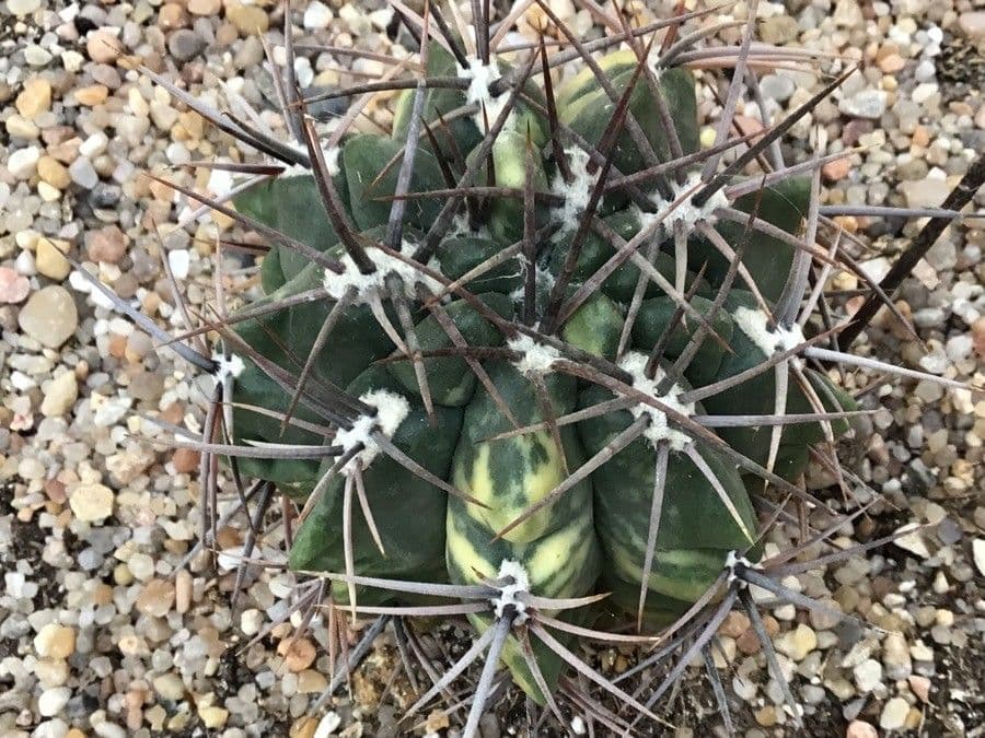 Gymnocalycium 3