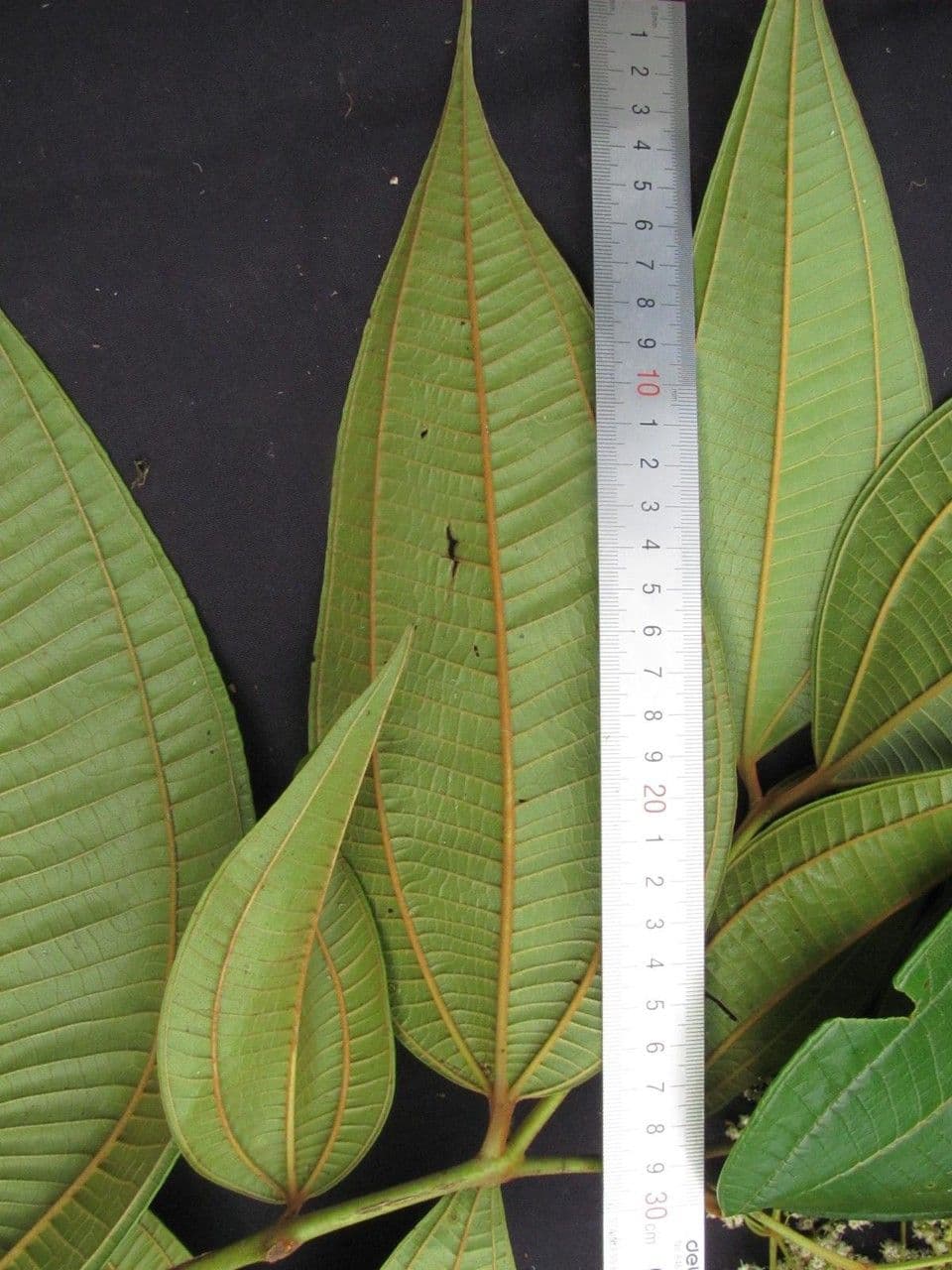 Miconia 9