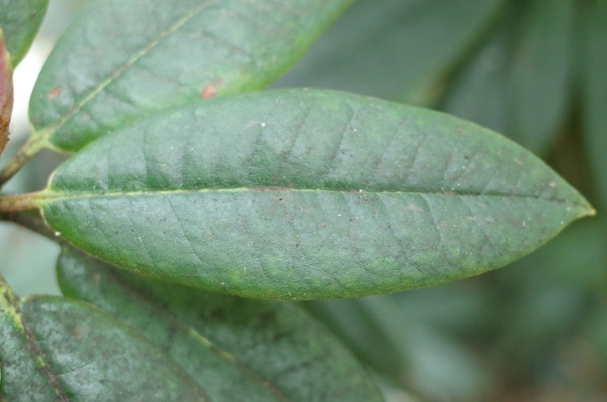 Różanecznik irroratum 9