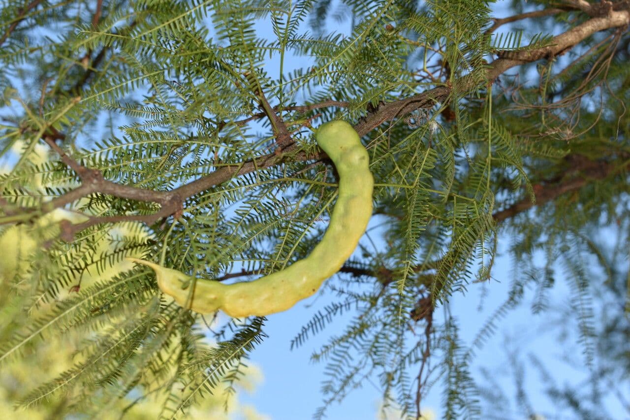 Prosopis 2