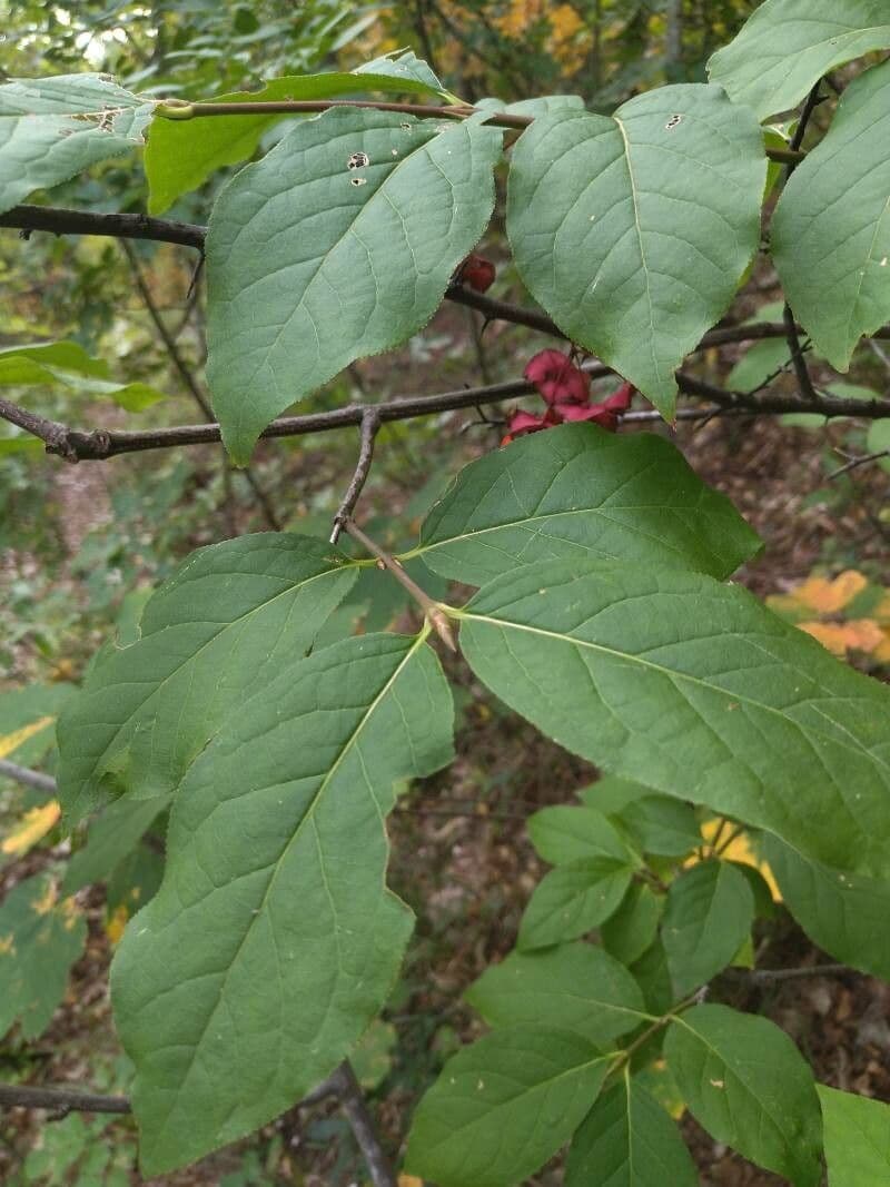 Fusain à larges feuilles 20