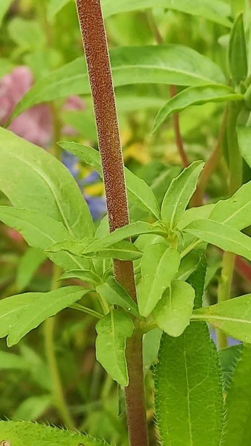 Clarkia amoena 22