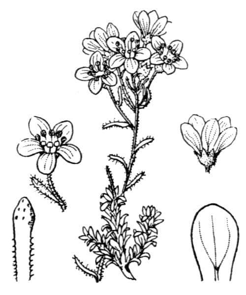 Felsenmutterkraut valdensis 12