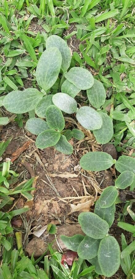 Zucca fetida 17
