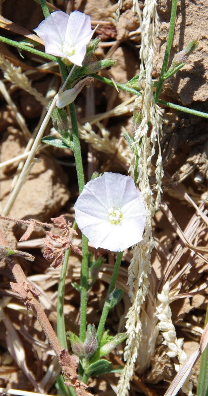 Iskerník plazivý 2