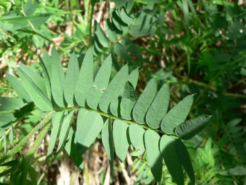 Platterbse 16