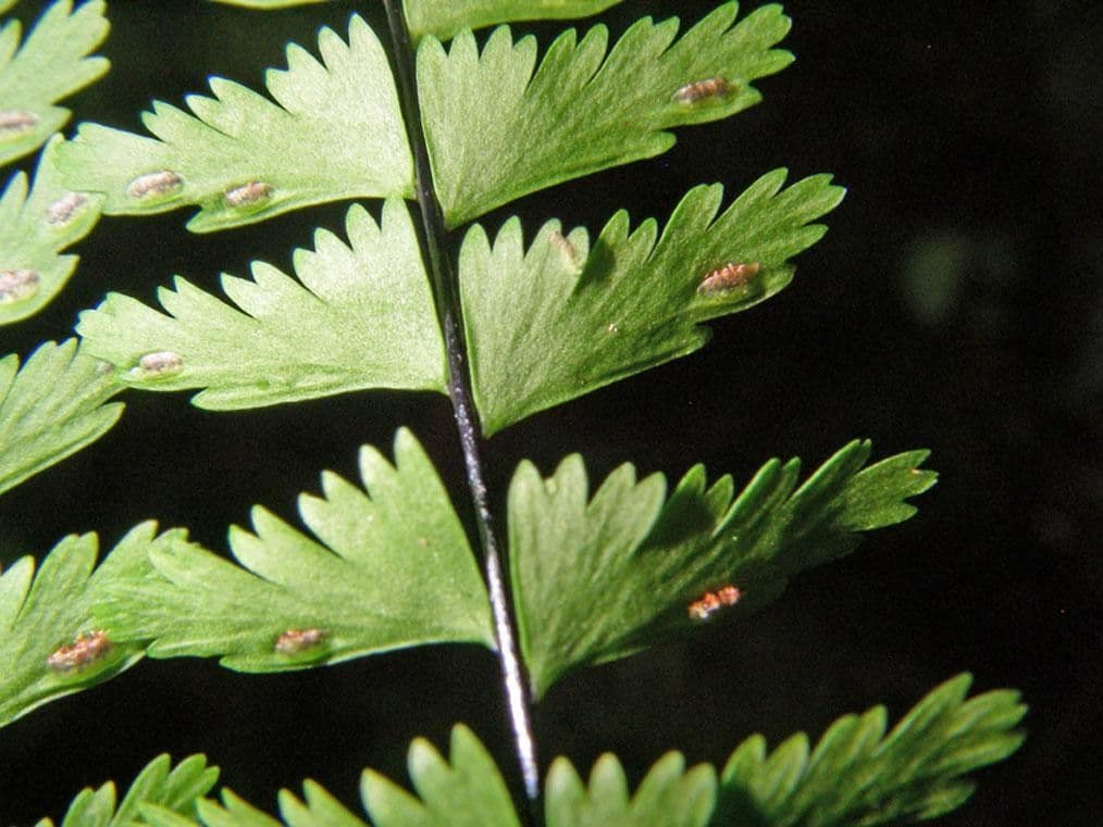 Asplénium élégant 5