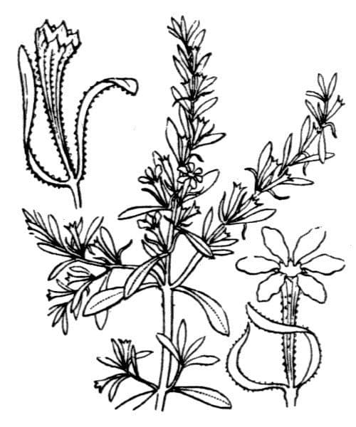 Dreispaltiger Weiderich 20