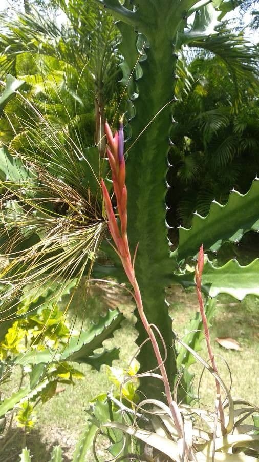 Tillandsia utricolata 8