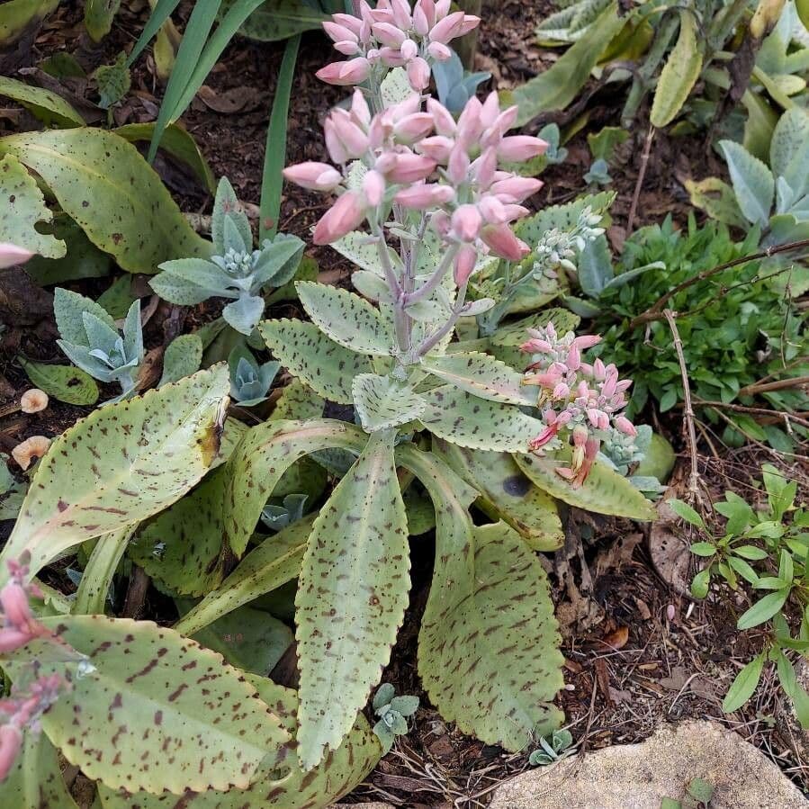Kalanchoe 7