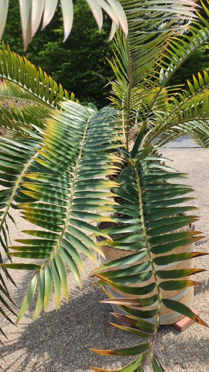 Cykas Modjadji 6