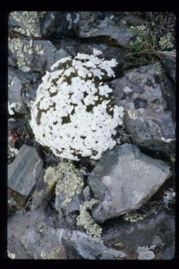 Phlox 4