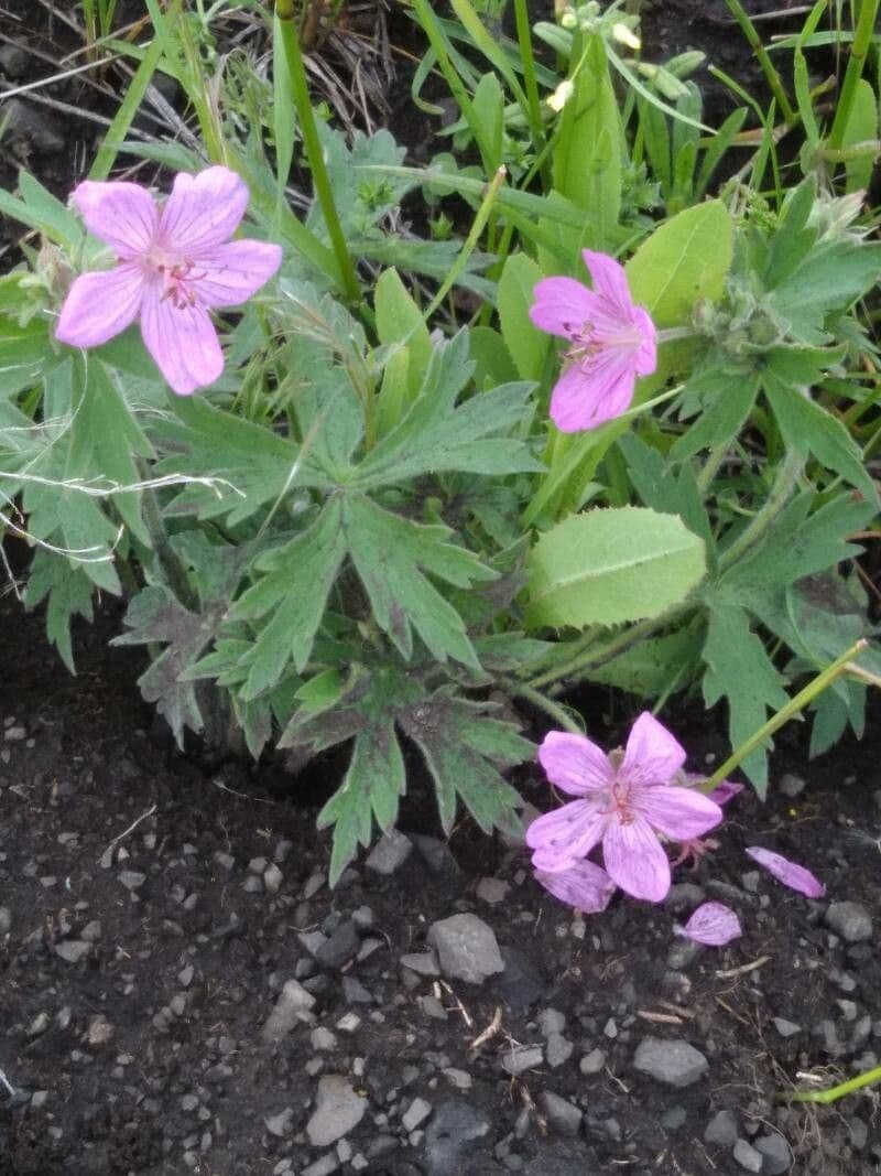 Géranium très visqueux 4