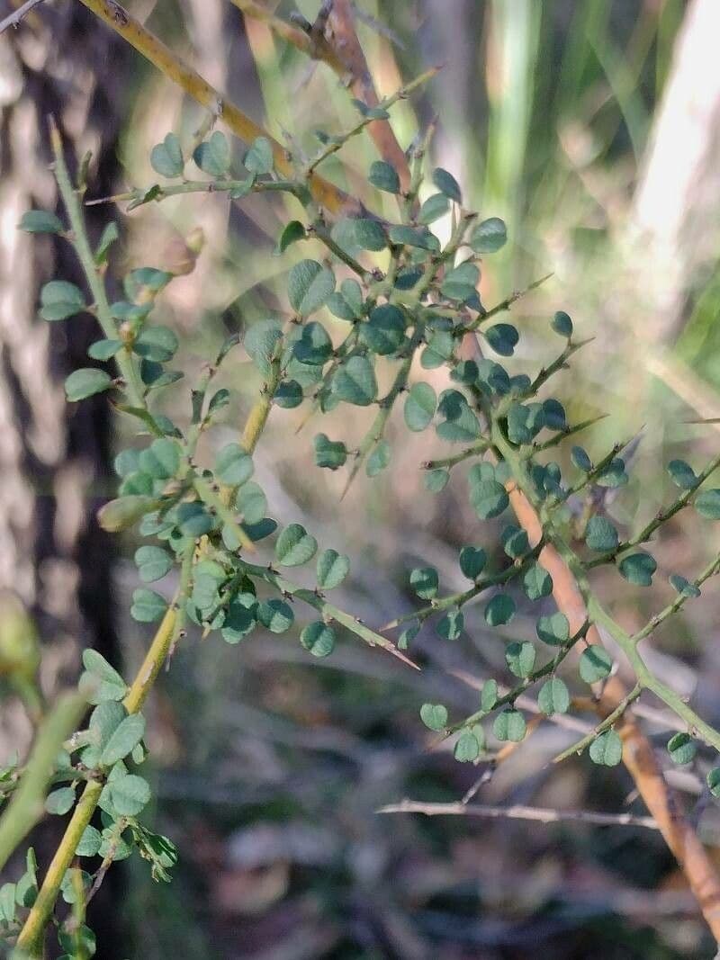 Bossiaea obcordata 7