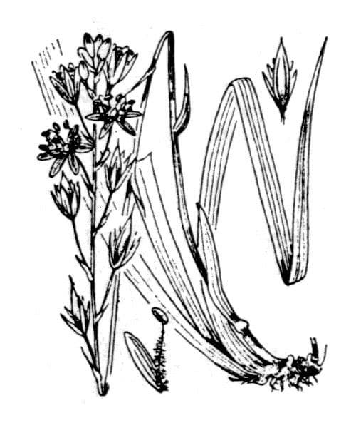 Alitrimo 24