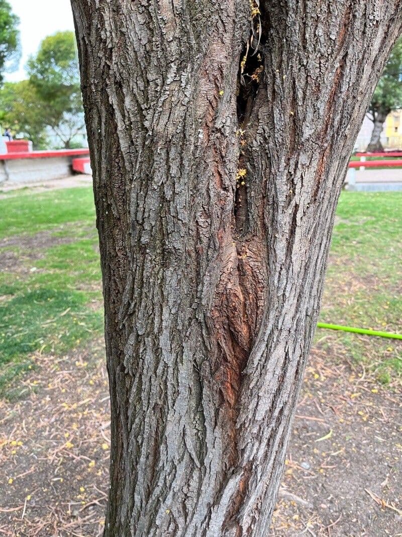 Acacia pendula 11