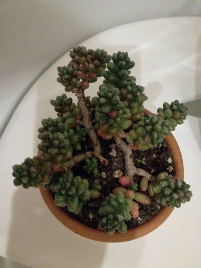 Borracina 6