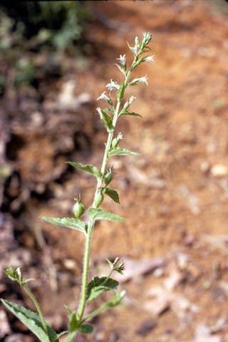 Lobelia 11