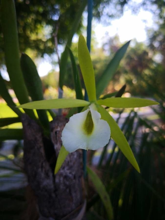 Brassavola 3