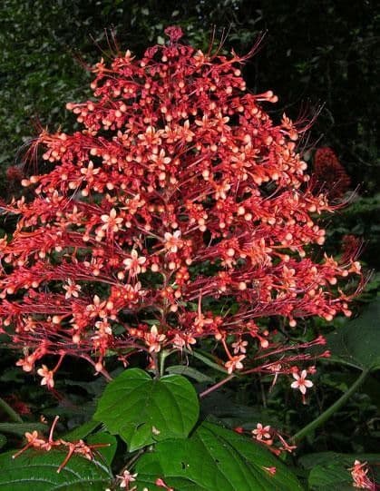 Lantana paniculata