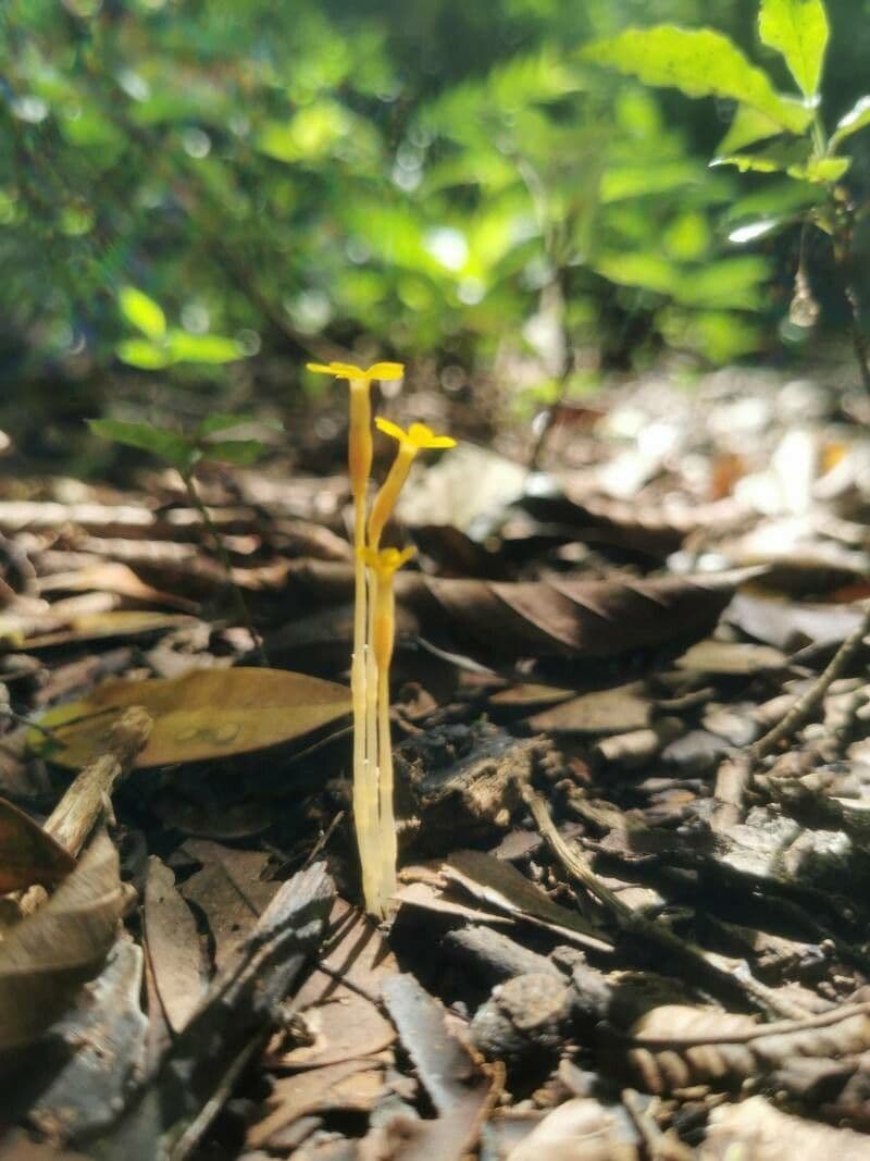 Voyria 2