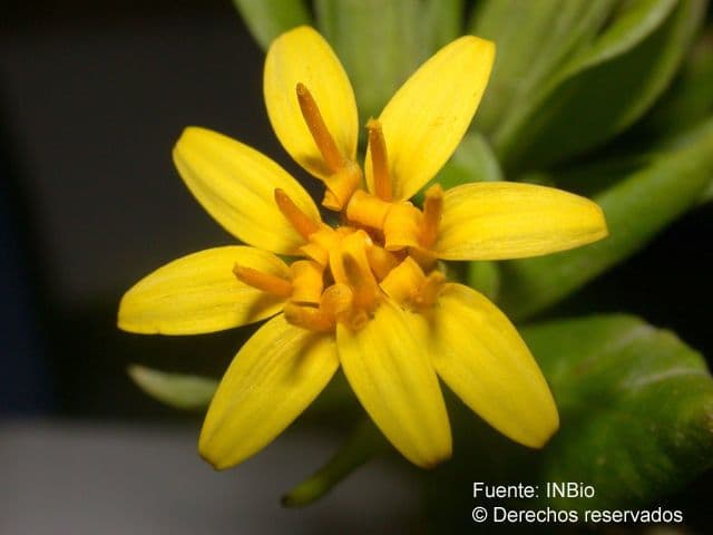 Trixis inula 4