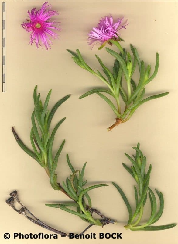 Lampranthus 13