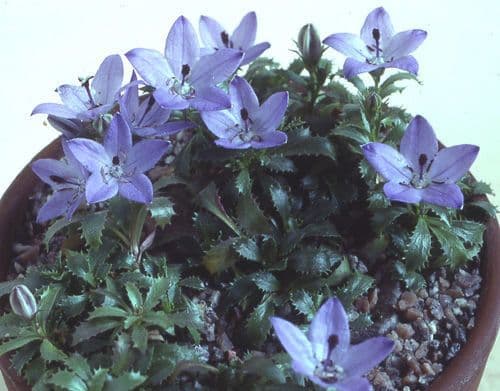 Campanula di Piper 2