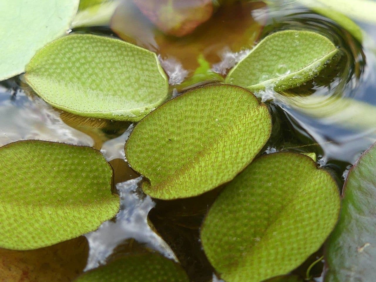 Salvinia minima 8