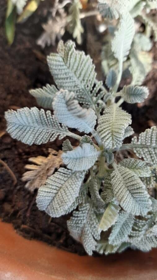Tansy denso 5