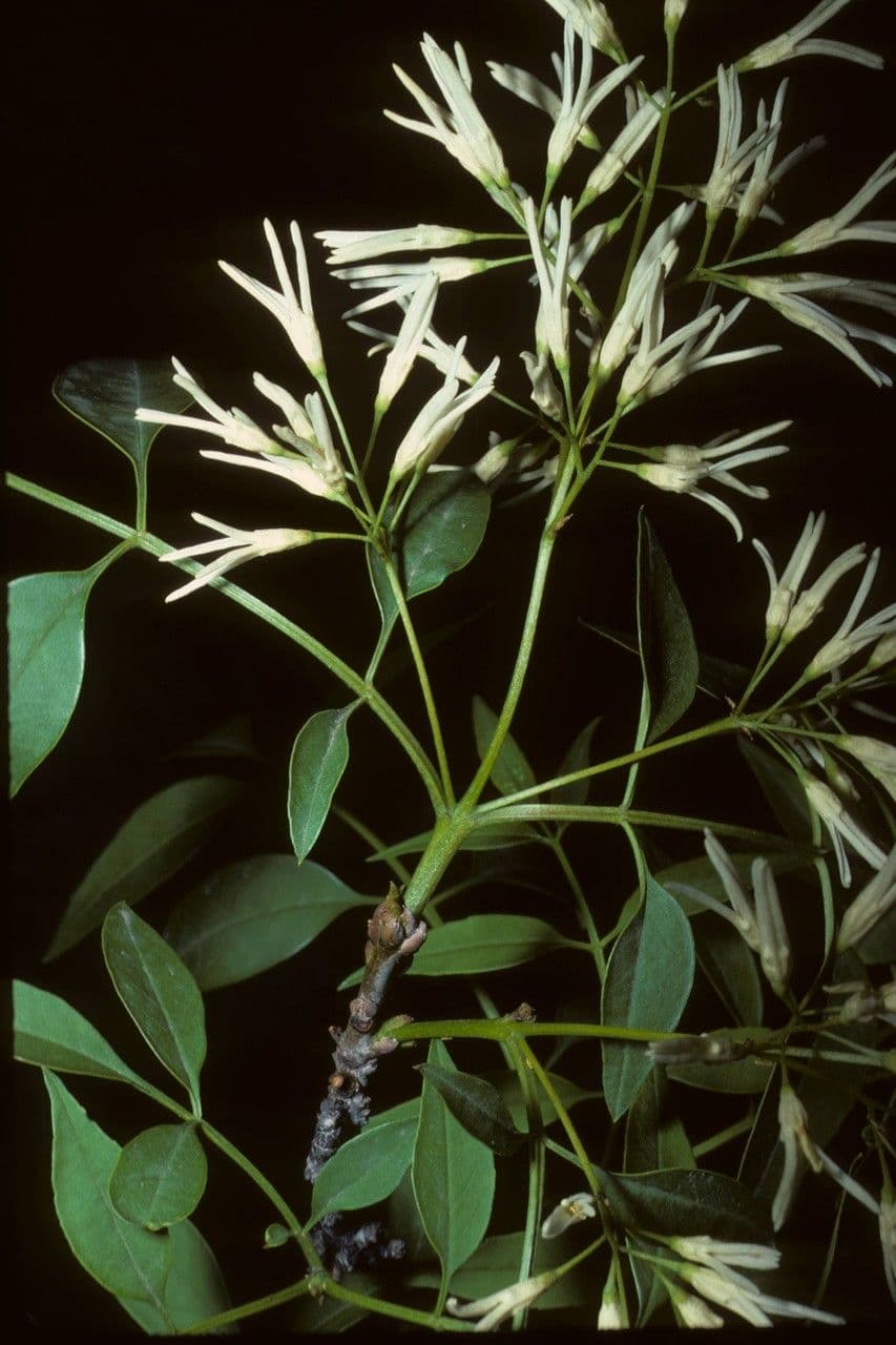 Fraxinus cuspidata 8