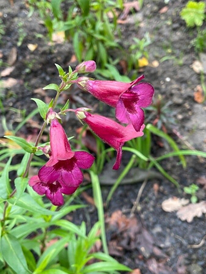 Penstemon barbato 11