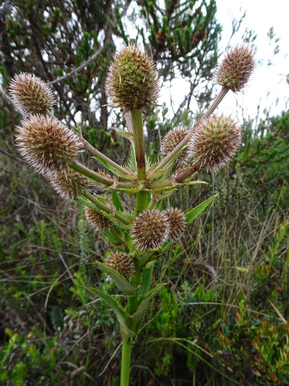 Panicaut de Humboldt 3