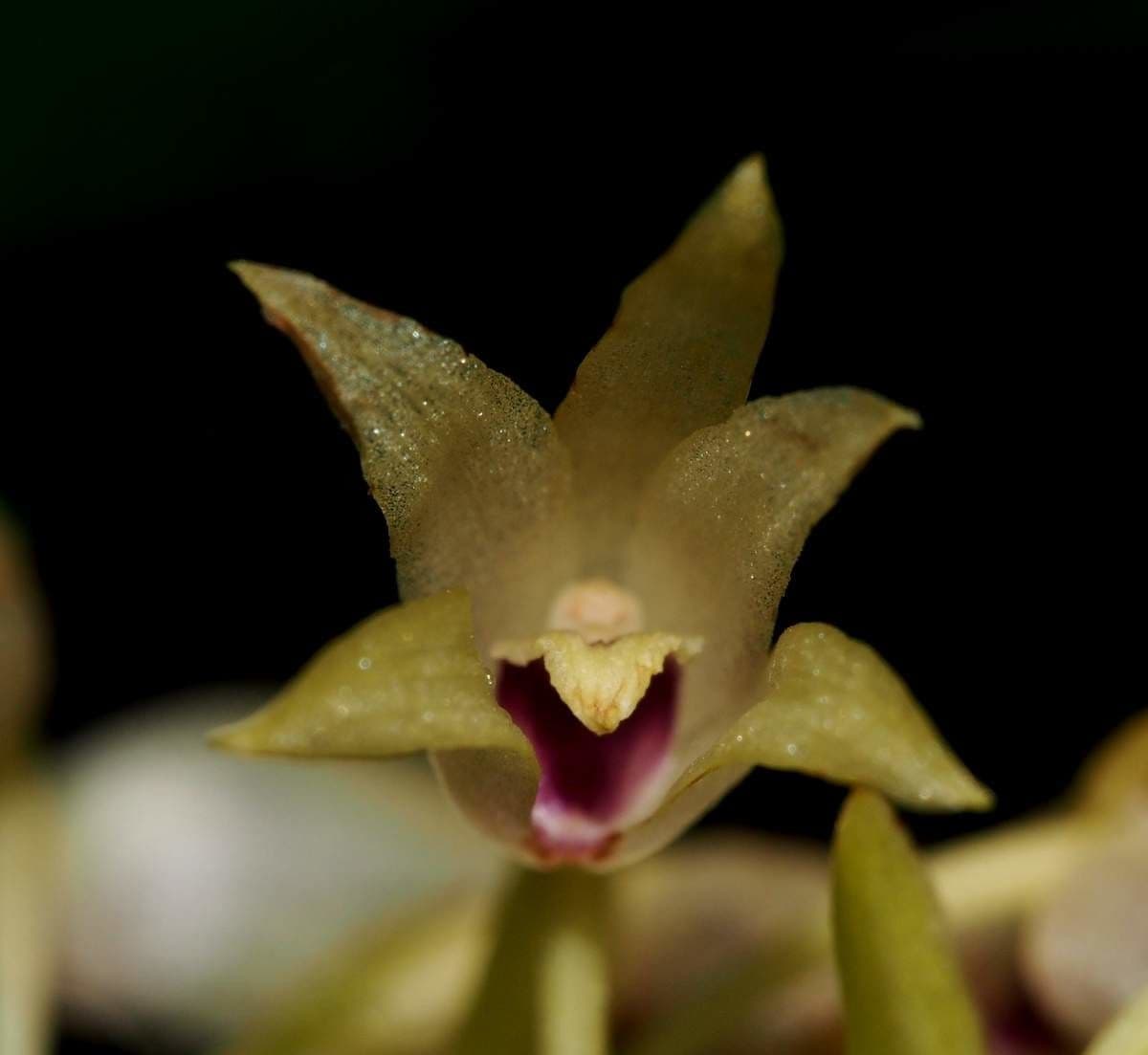 Eria