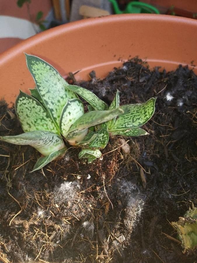 Goodyera tesselata 13