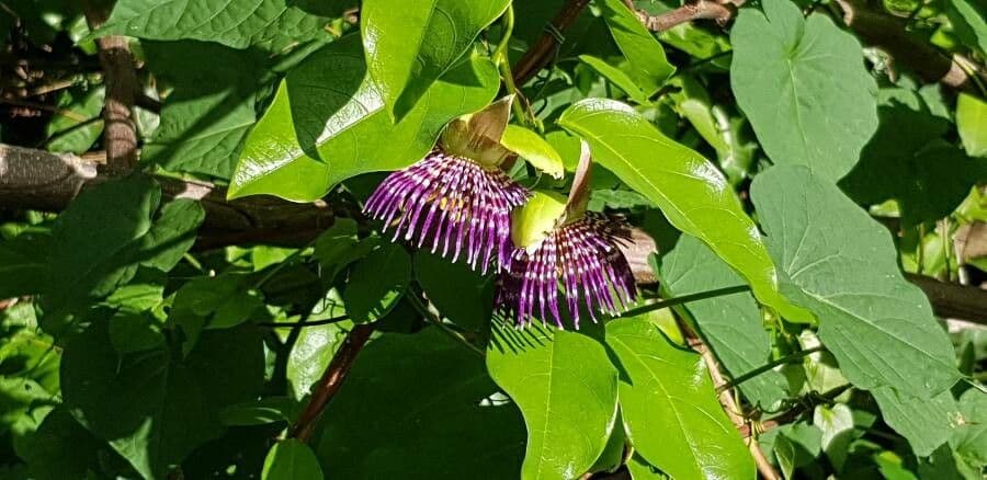 Passiflora laurifolia 8