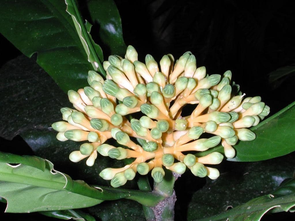 Potalia turbinata 8