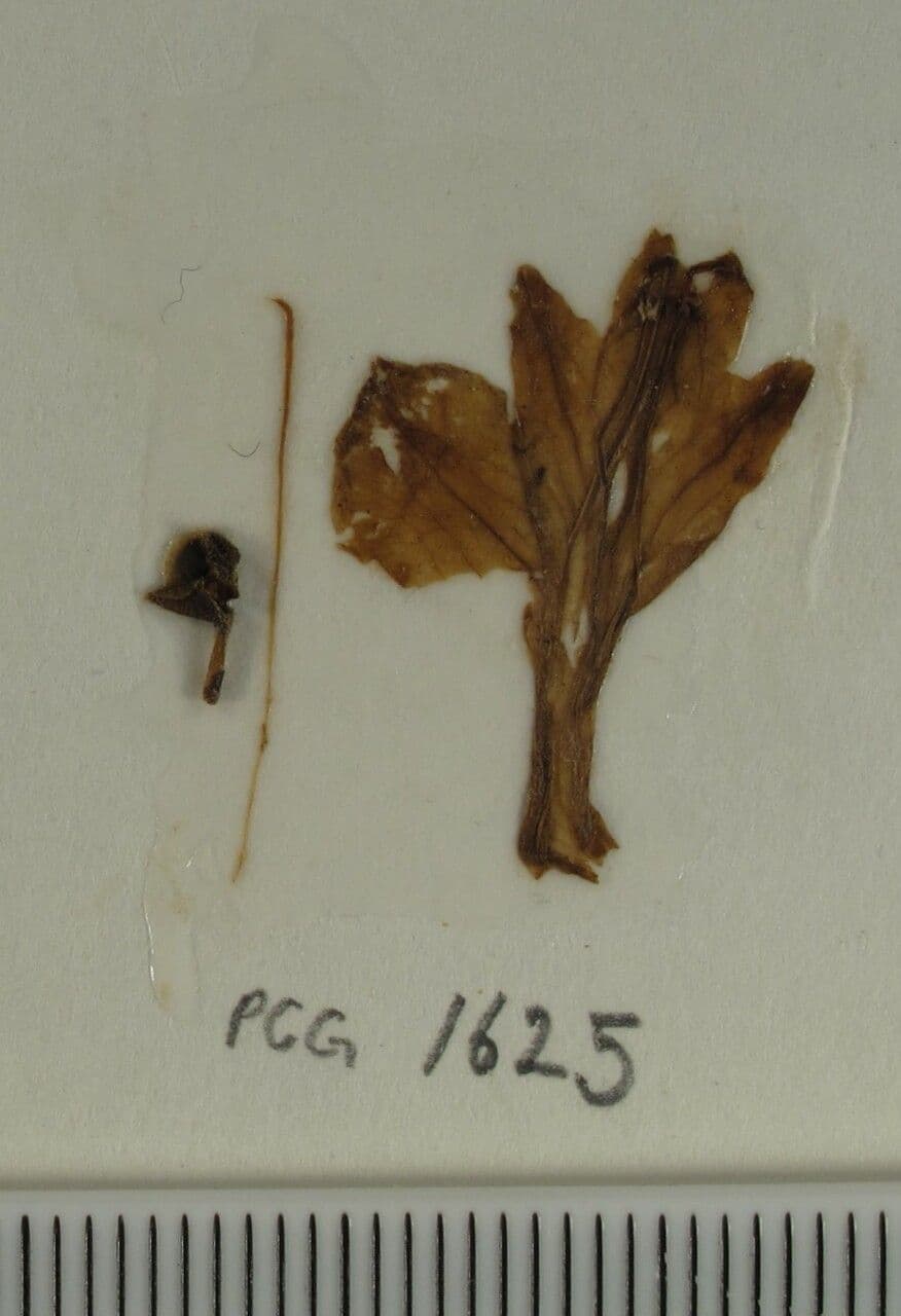 Scutellaria