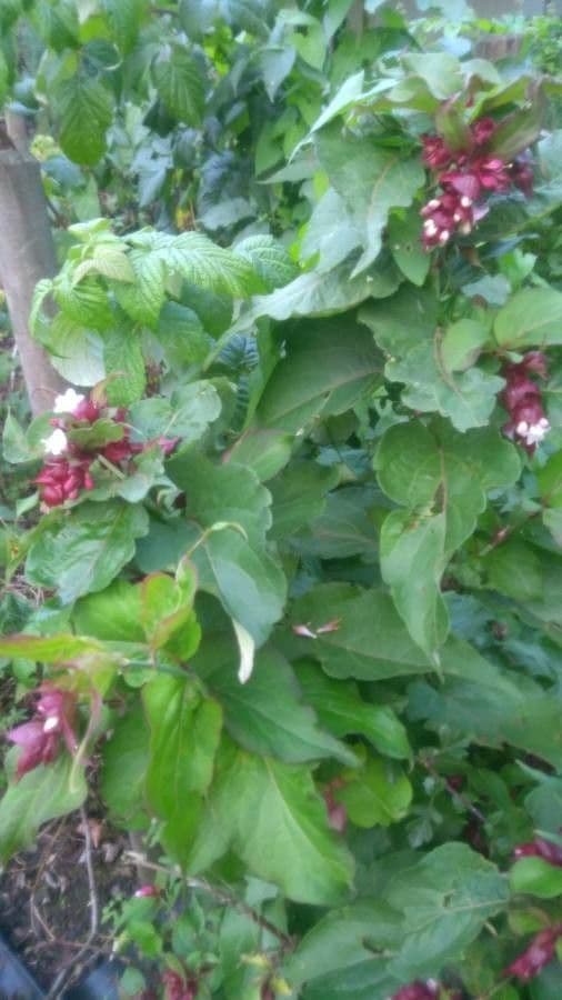 Leycesteria 11
