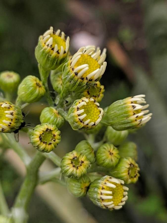 Senecio 6